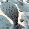 Cacti Queen Quilt Set